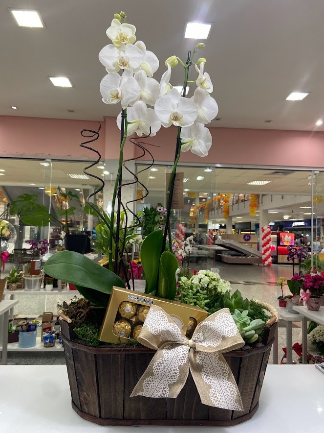 Orquídea Phaleanopsis, Suculetas e Chocolates 